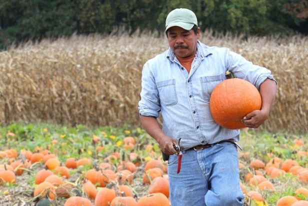 Pumpkin harvest 2012
